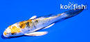 4" YAMATO NISHIKI BUTTERFLY