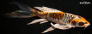 9.25" BENI KIKOKURYU BUTTERFLY