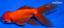 5.5" ORANDA GOLDFISH
