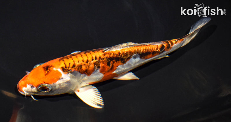 7.25" ARAGOKE BENI KIKOKURYU