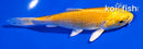 4.5" YAMABUKI OGON