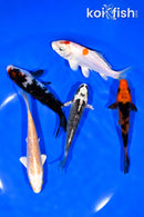 PACK OF (5) 4-4.5" MIXED STANDARD KOI