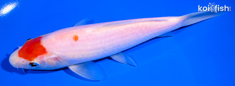 6.75" MARUTEN KOHAKU