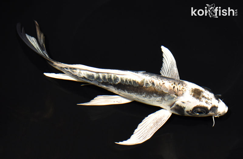 8" KIKOKURYU BUTTERFLY