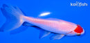 4.75" TANCHO SARASA WAKIN GOLDFISH