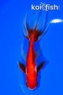 5.75" WATONAI GOLDFISH