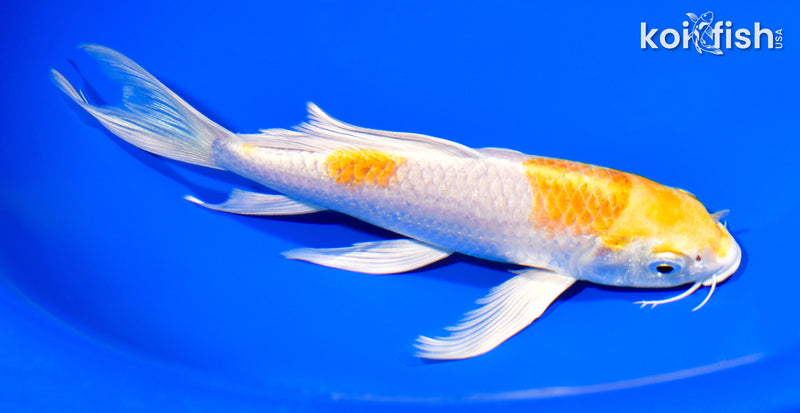 7.25" HARIWAKE BUTTERFLY