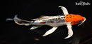 9.5" BENI KIKOKURYU BUTTERFLY