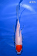 7.25" TANCHO SARASA COMET GOLDFISH