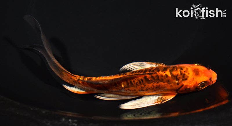 7" ARAGOKE BENI KIKOKURYU BUTTERFLY
