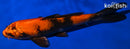8" KIN HI UTSURI