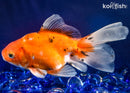 5.75" FANTAIL GOLDFISH