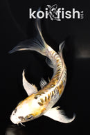 5.75" ARAGOKE KIN KIKOKURYU BUTTERFLY