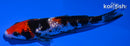 4" GINRIN SHOWA