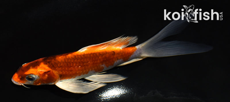 5.5" KUJAKU BUTTERFLY