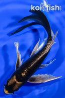 8.5" KABUTO BUTTERFLY