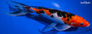 10" SANKE BUTTERFLY