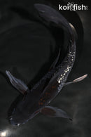 8.25" GINRIN OCHIBA SHIGURE BUTTERFLY