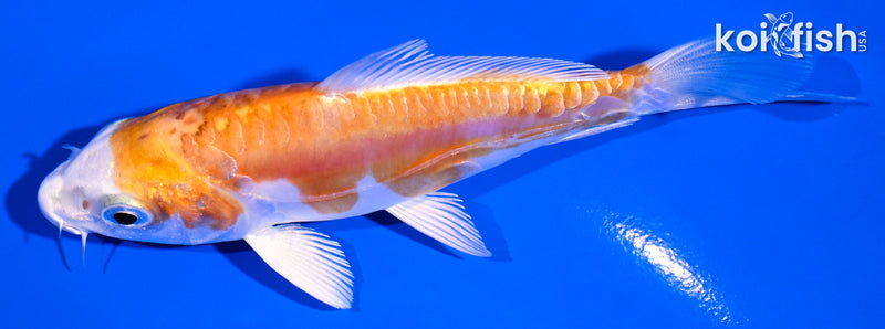 4.25" KIKUSUI