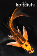 7.5" ORENJI MATSUBA BUTTERFLY