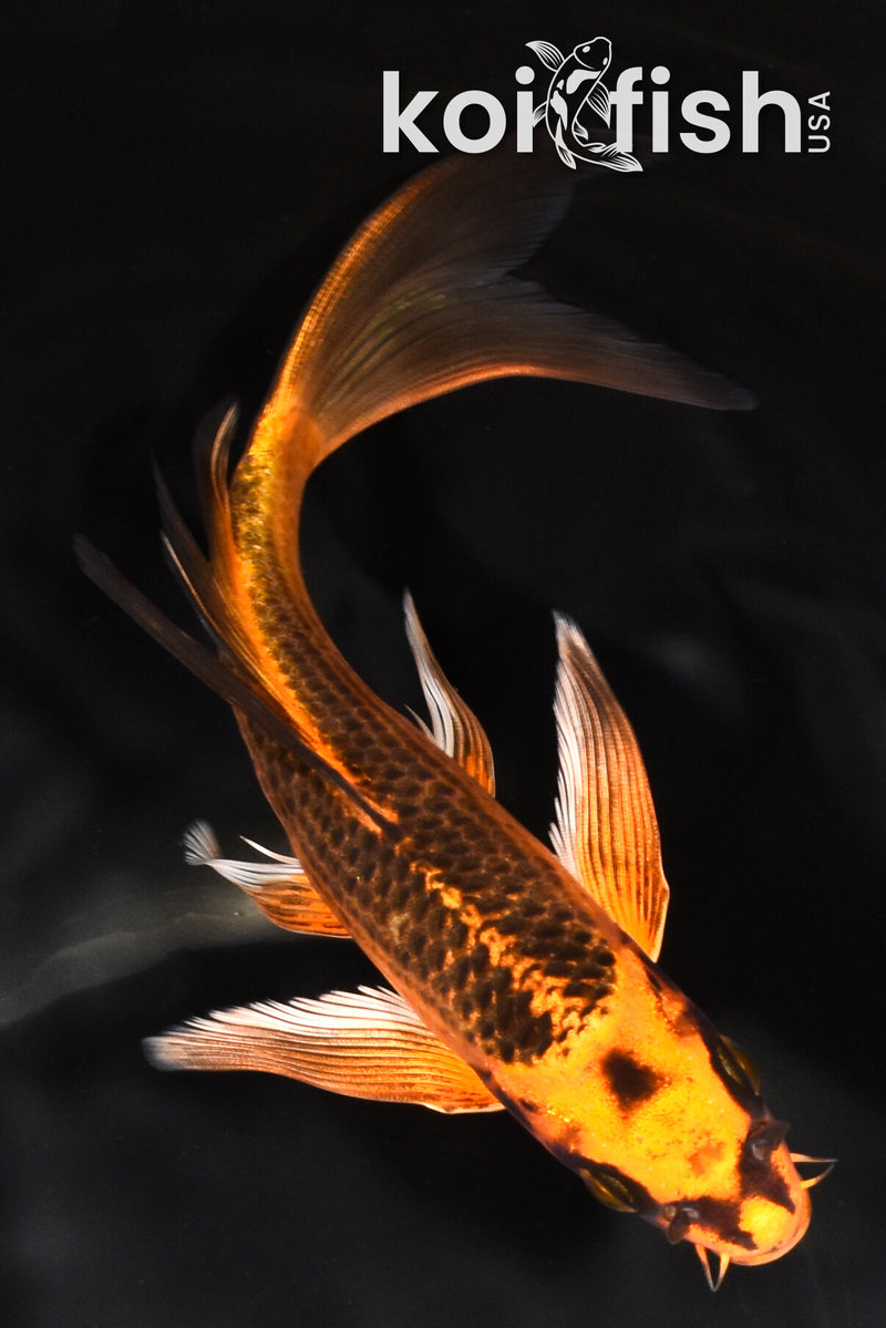 7.5" ORENJI MATSUBA BUTTERFLY