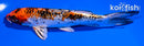 6" YAMATO NISHIKI