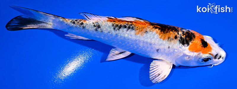 5" YAMATO NISHIKI