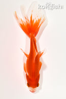 6" WATONAI GOLDFISH