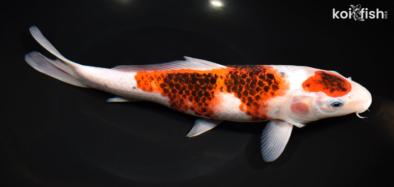 11.25" GOROMO