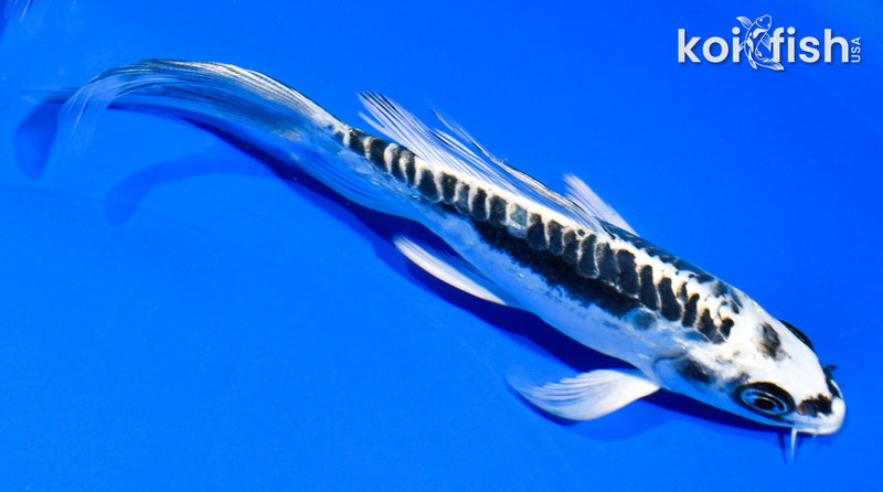 5.5" KIKOKURYU BUTTERFLY