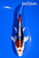 6" MARUTEN BENI KIKOKURYU
