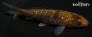 4.25" GINRIN OCHIBA SHIGURE
