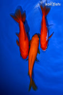 PACK OF (3) 4-4.75" WAKIN GOLDFISH