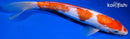 10.5" KIKUSUI