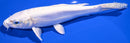 7.5" DOITSU PLATINUM OGON