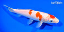 7.75" KOHAKU