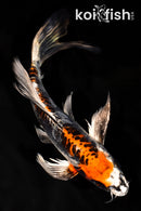 9.75" BENI KIKOKURYU BUTTERFLY