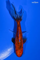 3.75" CALICO WAKIN GOLDFISH