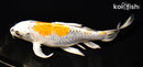 7.75" KUJAKU BUTTERFLY