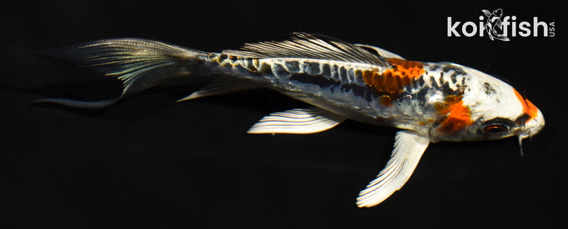 5" BENI KIKOKURYU BUTTERFLY