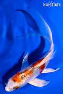 5.25" GINRIN YAMATO NISHIKI BUTTERFLY