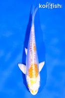 4.5" DOITSU LEMON HARIWAKE