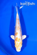 7.5" GINRIN HARIWAKE