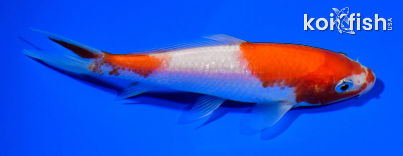 4.75" KOHAKU