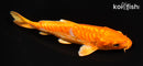 5.75" ARAGOKE ORENJI OGON
