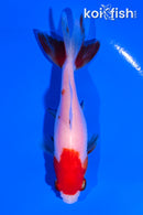 3.75" SARASA WAKIN GOLDFISH