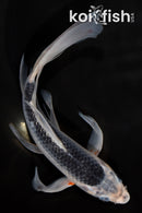 9" ASAGI BUTTERFLY