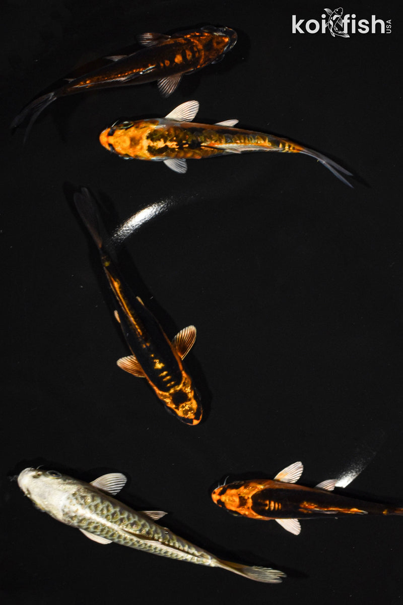 Pack of (5) 4-5" standard ghost koi