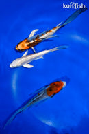 PACK OF (3) 4.5-5.5" BUTTERFLY KOI