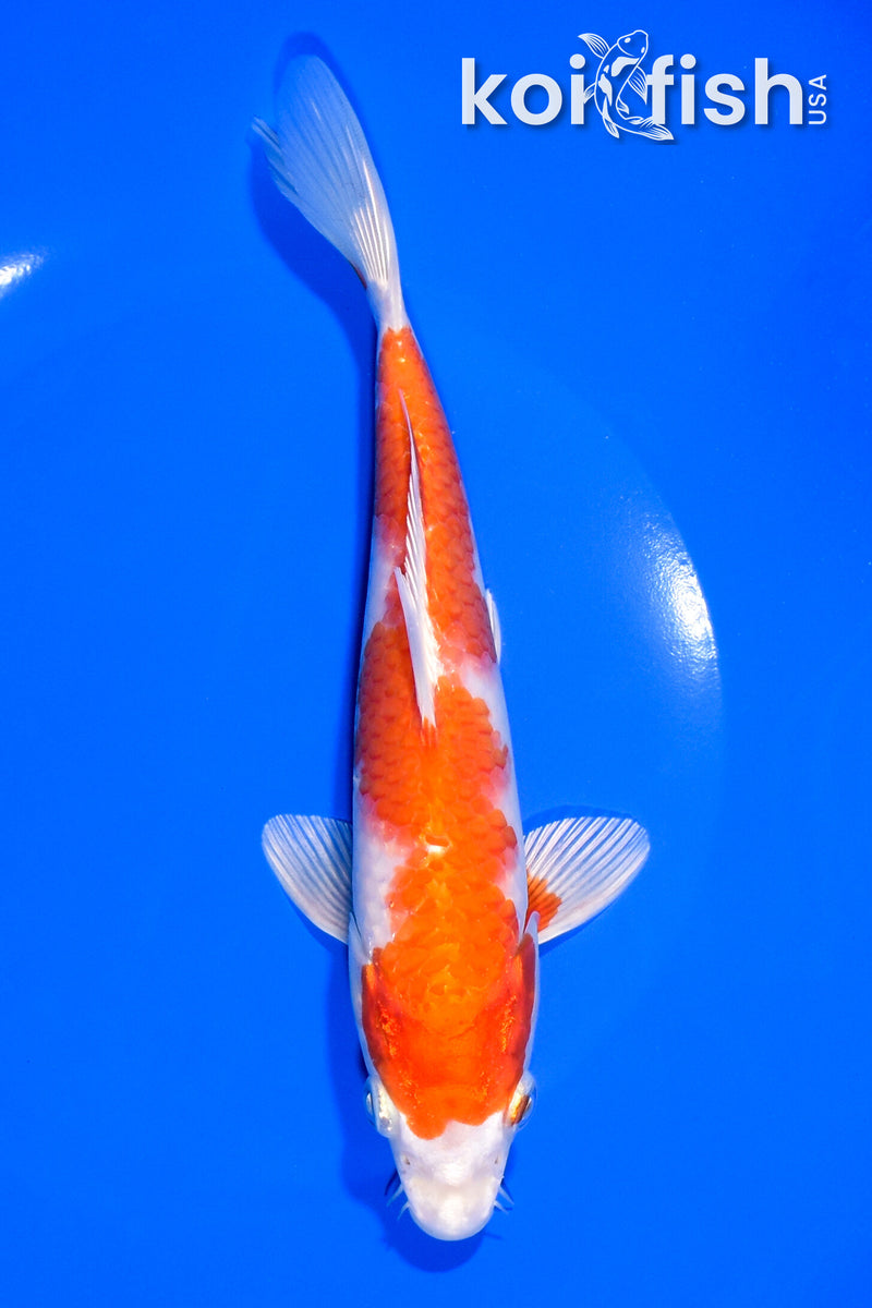 7.75" HARIWAKE